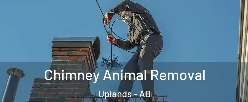Chimney Animal Removal Uplands - AB
